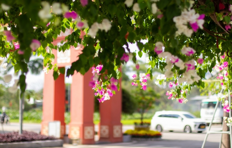 Hoa giấy chạm ngõ Ecogarden