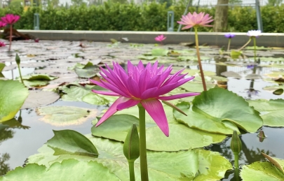 Một hồ hoa súng nhỏ trong khu đô thị to