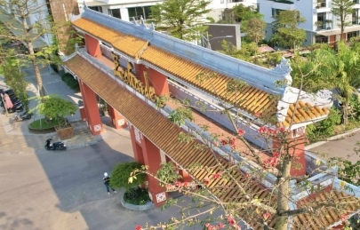 Hoa Gạo nở sớm bên cổng Quốc học