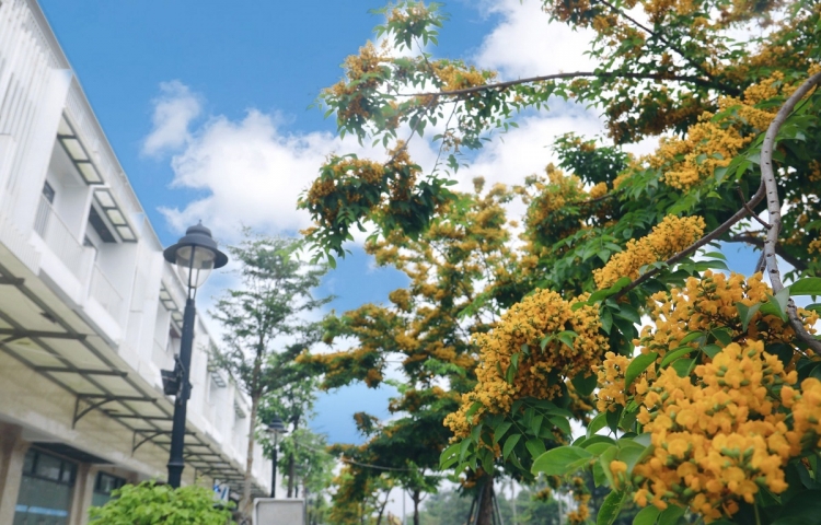 Màu Ecogarden, màu yêu thương và chữa lành