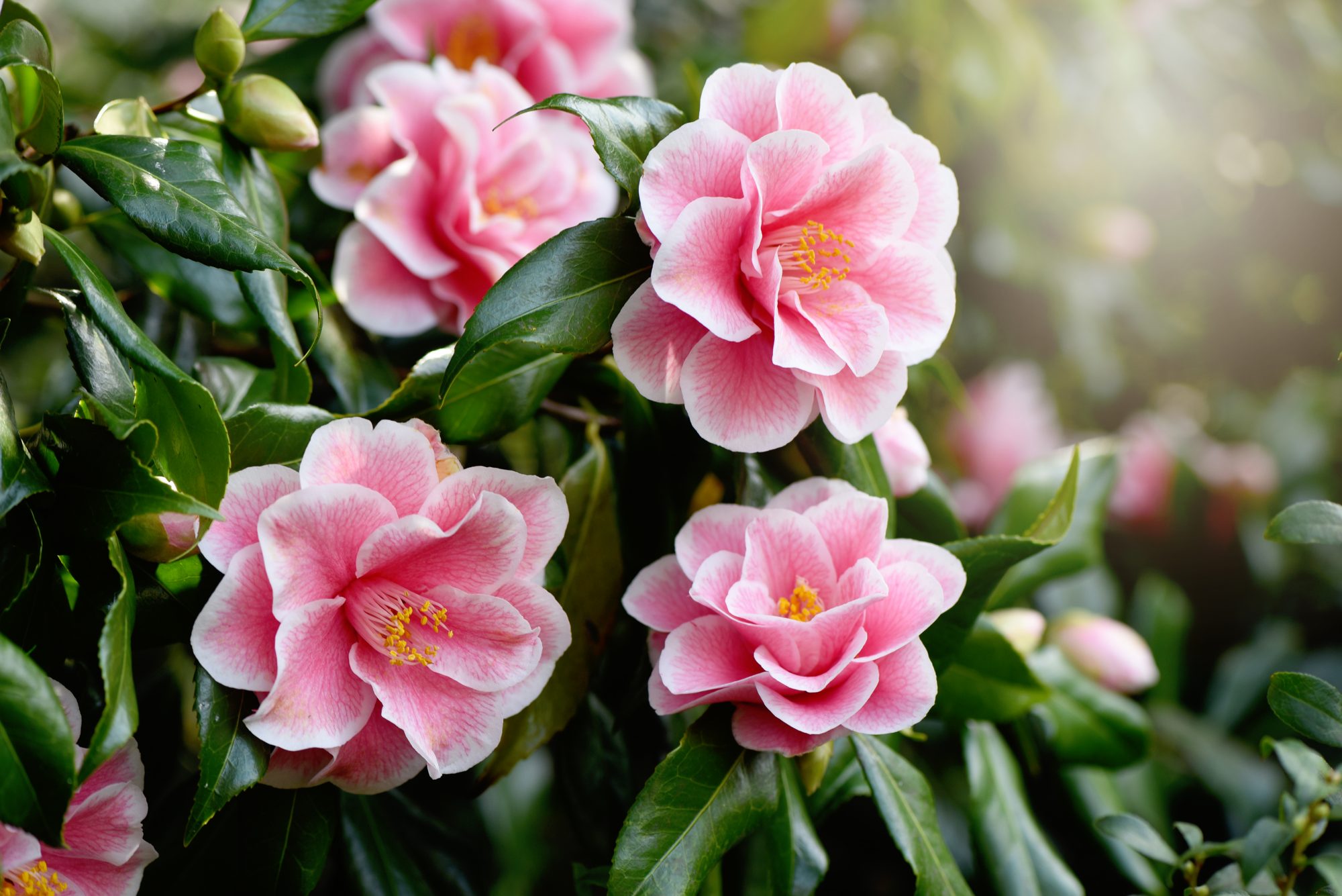 CAMELLIA NỮ HOÀNG CỦA CÁC LOÀI HOA